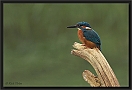 ijsvogel DSC_0078-01